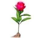 Light in the Rose Standard (Rosa)