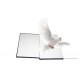 Dove from book magic